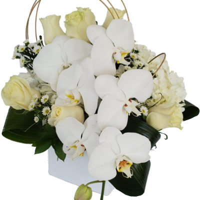 White-Paradise Love Flowers